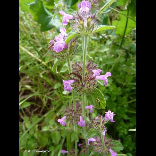 <i>Clinopodium vulgare</i> L., 1753 © P. Rouveyrol