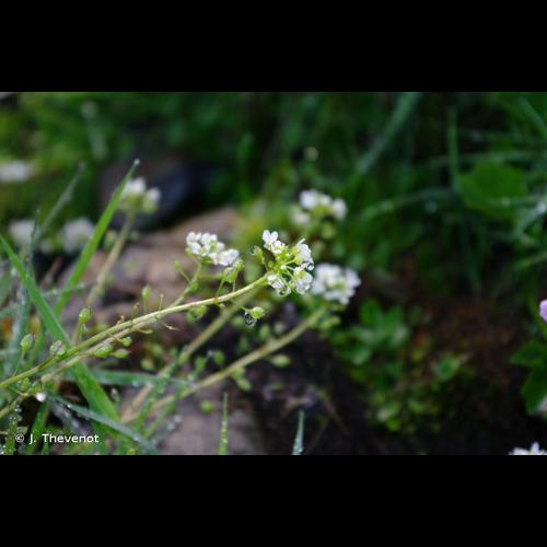 <i>Cochlearia pyrenaica</i> DC., 1821 © J. Thevenot