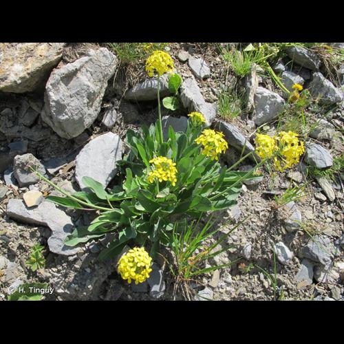 <i>Coincya richeri</i> (Vill.) Greuter & Burdet, 1983 © H. Tinguy