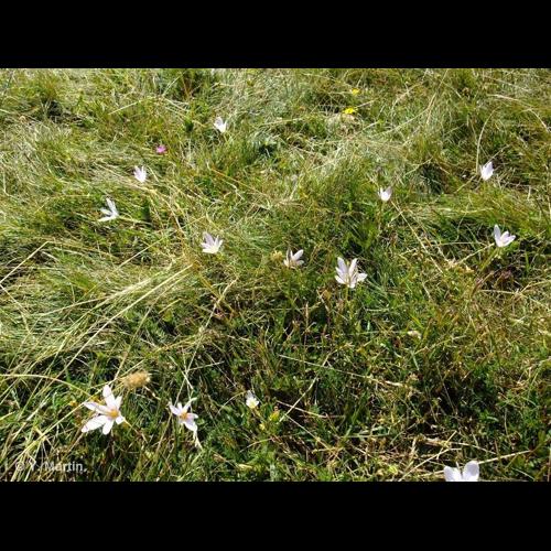 <i>Colchicum alpinum</i> DC., 1805 © NULL