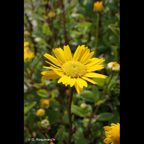 <i>Coleostephus myconis</i> (L.) Cass. ex Rchb.f., 1854 &copy; O. Roquinarc'h