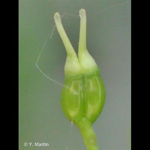 <i>Conopodium majus</i> (Gouan) Loret, 1886 © NULL