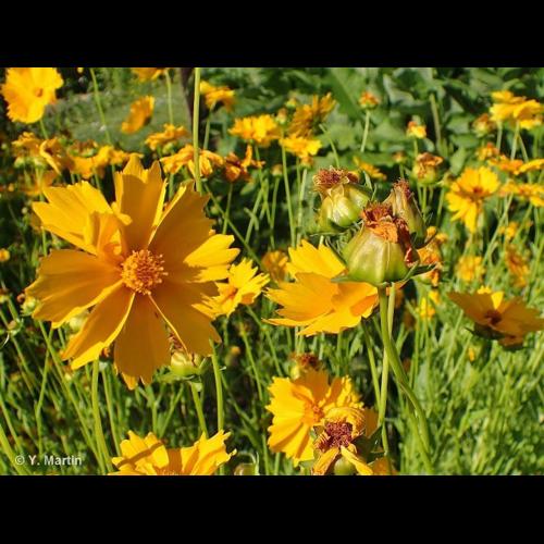 <i>Coreopsis lanceolata</i> L., 1753 © NULL