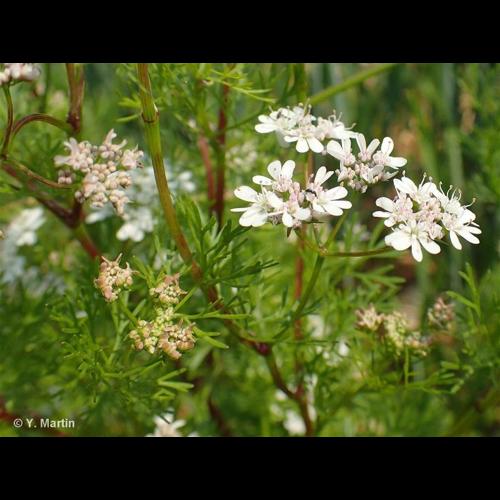 <i>Coriandrum sativum</i> L., 1753 © NULL