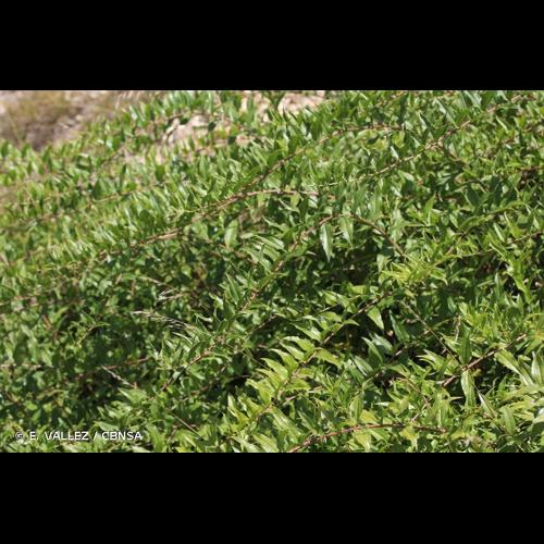 <i>Coriaria myrtifolia</i> L., 1753 © E. VALLEZ / CBNSA
