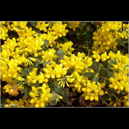 <i>Coronilla glauca</i> L., 1755 © NULL