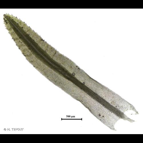 <i>Atrichum angustatum</i> (Brid.) Bruch & Schimp., 1844 © H. TINGUY
