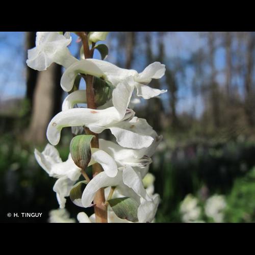 <i>Corydalis cava</i> (L.) Schweigg. & Körte, 1811 © H. TINGUY