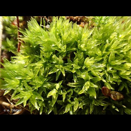 <i>Atrichum tenellum</i> (Röhl.) Bruch & Schimp., 1844 © H. TINGUY