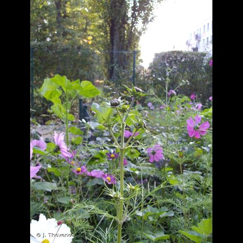 <i>Cosmos bipinnatus</i> Cav., 1791 © J. Thevenot