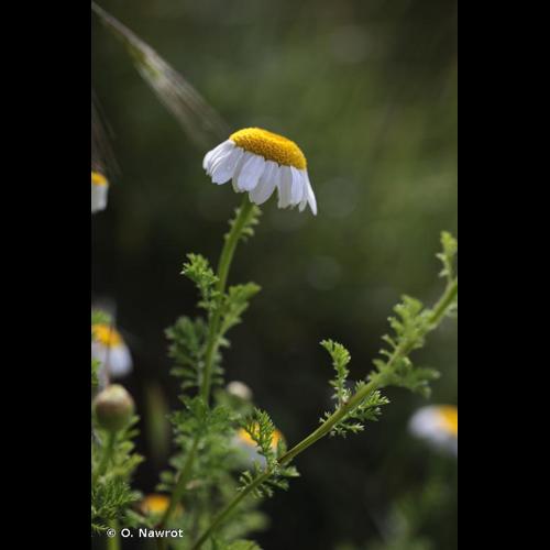 <i>Cota altissima</i> (L.) J.Gay ex Guss., 1844 © O. Nawrot