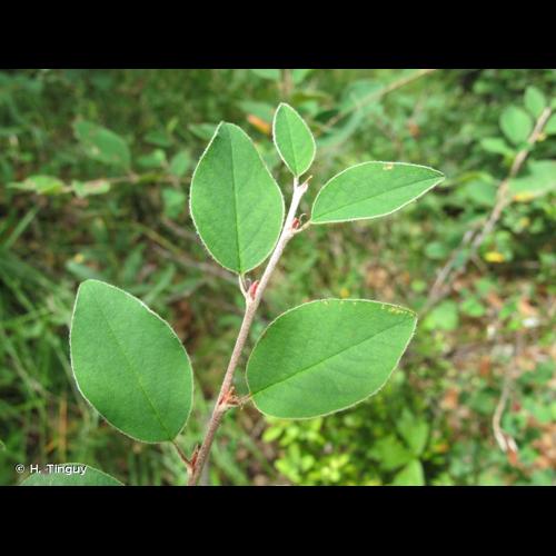 <i>Cotoneaster integerrimus</i> Medik., 1793 &copy; H. Tinguy