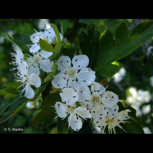 <i>Crataegus azarolus</i> L., 1753 © NULL