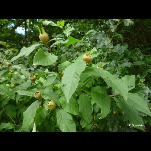 <i>Crataegus germanica</i> (L.) Kuntze, 1891 &copy; P. Gourdain