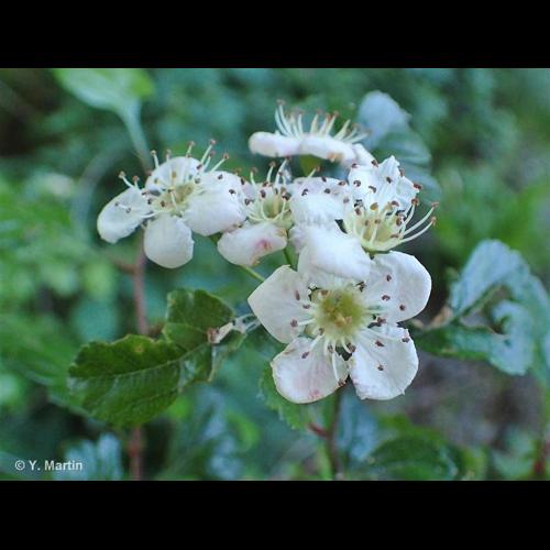 <i>Crataegus laevigata</i> (Poir.) DC., 1825 &copy; NULL