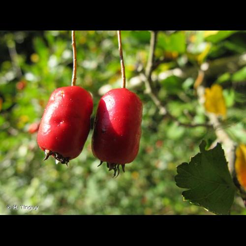 <i>Crataegus </i>x<i> macrocarpa</i> Hegetschw., 1839 &copy; H. Tinguy