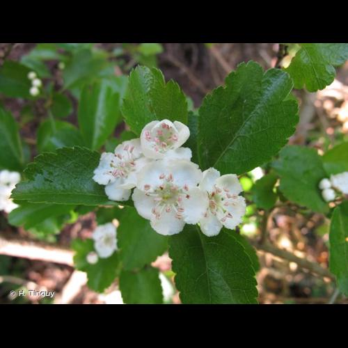 <i>Crataegus </i>x<i> media</i> Bechst., 1797 © H. Tinguy