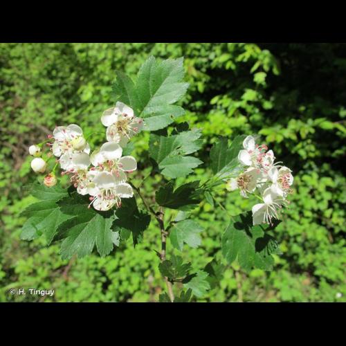 <i>Crataegus </i>x<i> subsphaerica</i> Gand., 1872 © H. Tinguy