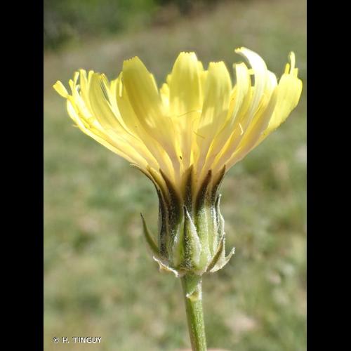 <i>Crepis albida</i> Vill., 1779 © H. TINGUY