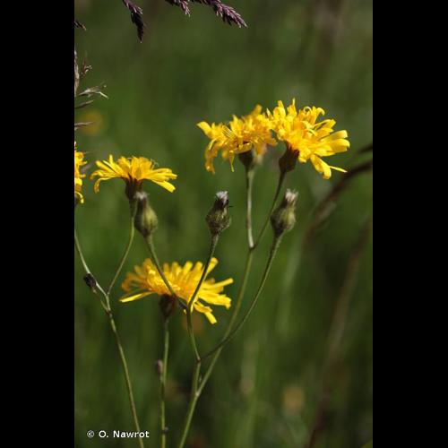 <i>Crepis mollis</i> (Jacq.) Asch., 1864 © O. Nawrot