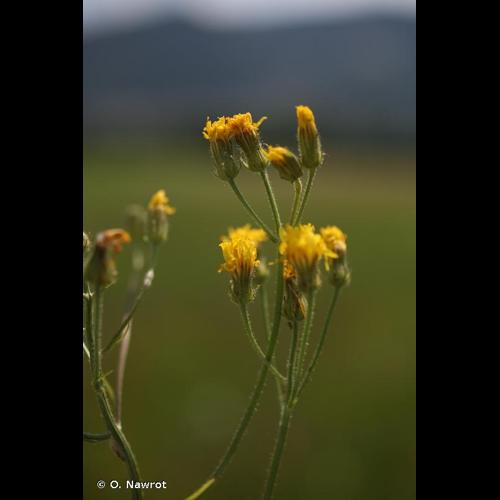 <i>Crepis nicaeensis</i> Balb., 1807 &copy; O. Nawrot