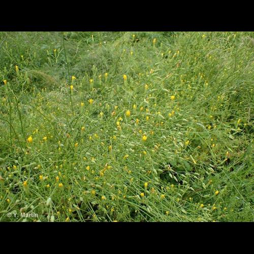 <i>Crepis pulchra</i> L., 1753 © NULL