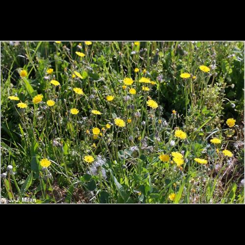 <i>Crepis sancta</i> (L.) Bornm., 1913 &copy; NULL