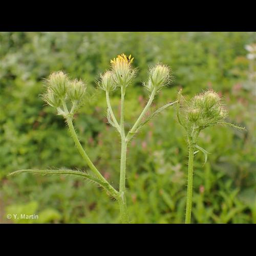 <i>Crepis setosa</i> Haller f., 1797 © NULL