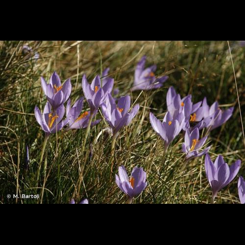<i>Crocus nudiflorus</i> Sm., 1798 © M. Bartoli