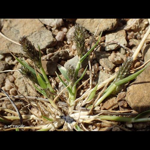 <i>Sporobolus alopecuroides</i> (Piller & Mitterp.) P.M.Peterson, 2014 © H. TINGUY