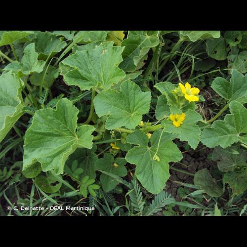 <i>Cucumis melo</i> L., 1753 © C. Delnatte - DEAL Martinique
