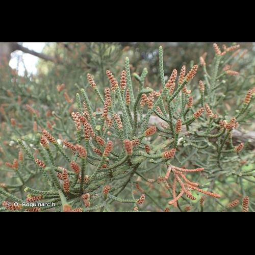 <i>Cupressus sempervirens</i> L., 1753 © O. Roquinarc'h