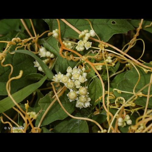 <i>Cuscuta campestris</i> Yunck., 1932 © V. Boullet