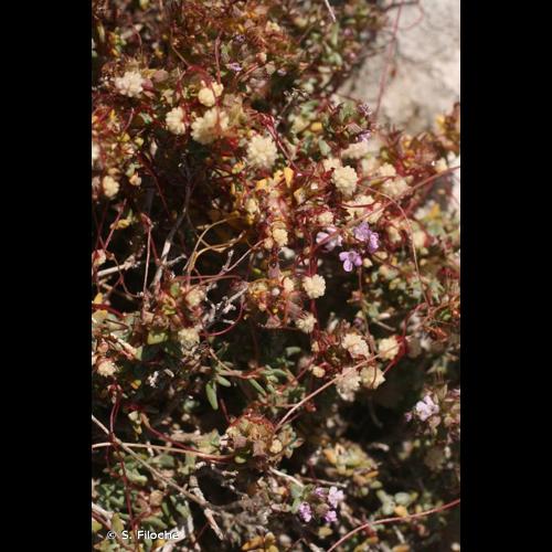 <i>Cuscuta epithymum</i> (L.) L., 1774 &copy; S. Filoche