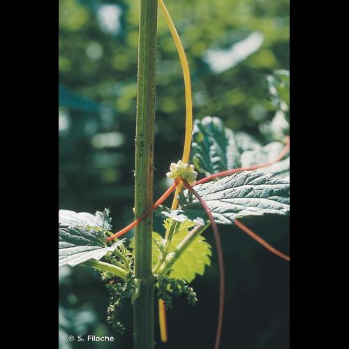 <i>Cuscuta europaea</i> L., 1753 © S. Filoche