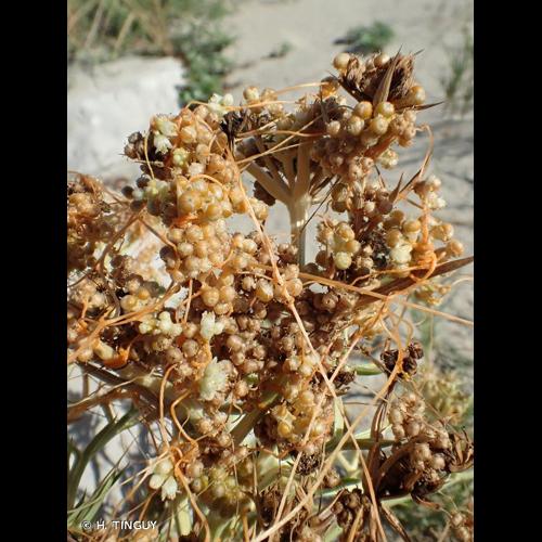 <i>Cuscuta scandens</i> Brot., 1804 © H. TINGUY