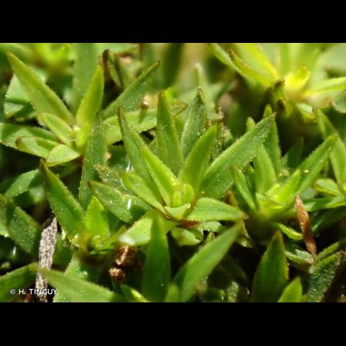 <i>Pogonatum aloides</i> (Hedw.) P.Beauv., 1805 © H. TINGUY