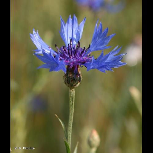 <i>Cyanus segetum</i> Hill, 1762 &copy; S. Filoche