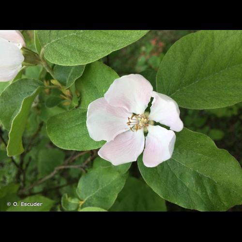 <i>Cydonia oblonga</i> Mill., 1768 &copy; O. Escuder