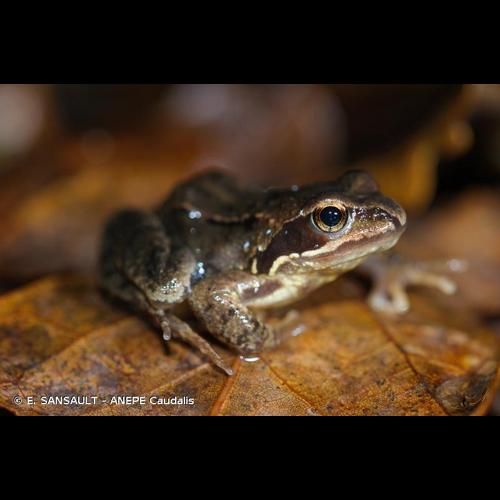 <i>Rana temporaria</i> Linnaeus, 1758 © E. SANSAULT - ANEPE Caudalis