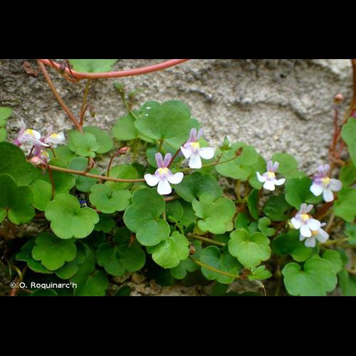 <i>Cymbalaria muralis</i> G.Gaertn., B.Mey. & Scherb., 1800 © O. Roquinarc'h