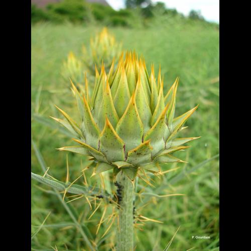 <i>Cynara cardunculus</i> L., 1753 © P. Gourdain