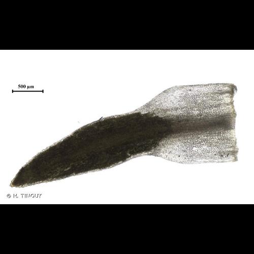 <i>Pogonatum nanum</i> (Schreb. ex Hedw.) P.Beauv., 1805 © H. TINGUY