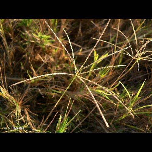 <i>Cynodon dactylon</i> (L.) Pers., 1805 © V. Boullet