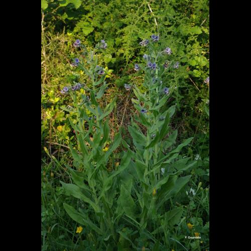 <i>Cynoglossum creticum</i> Mill., 1768 © P. Gourdain