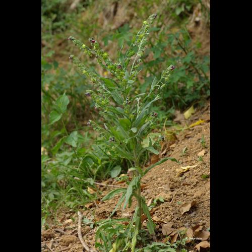 <i>Cynoglossum officinale</i> L., 1753 © P. Gourdain