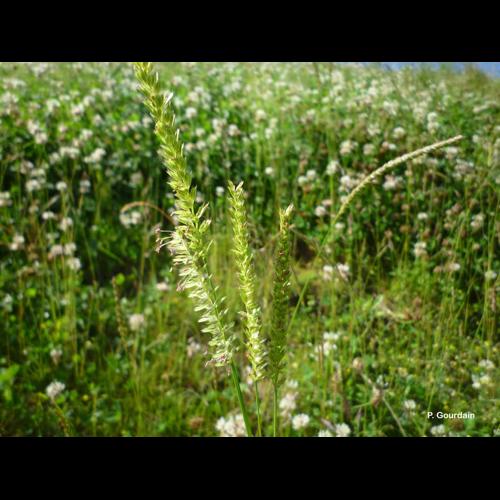 <i>Cynosurus cristatus</i> L., 1753 © P. Gourdain