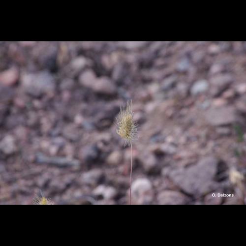 <i>Cynosurus echinatus</i> L., 1753 © O. Delzons