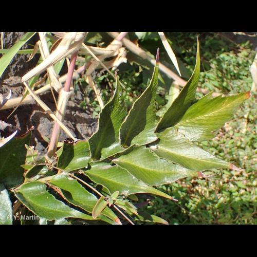 <i>Cyrtomium falcatum</i> (L.f.) C.Presl, 1836 © NULL