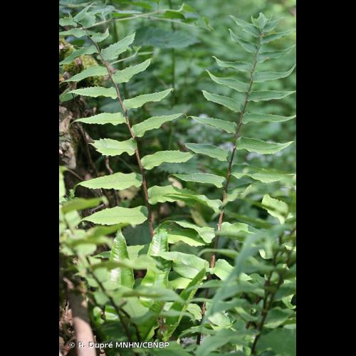 <i>Cyrtomium fortunei</i> J.Sm., 1866 © R. Dupré MNHN/CBNBP